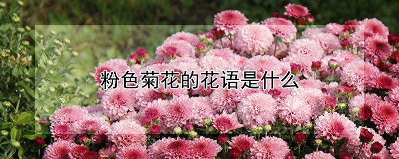 粉色菊花的花语是什么 粉色菊花的含义