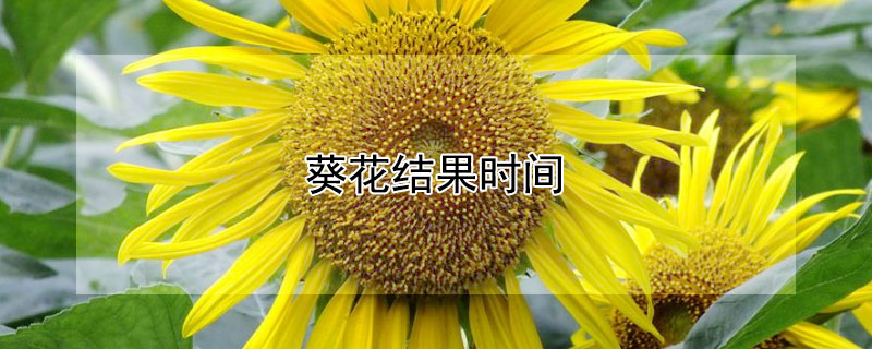 葵花结果时间（葵花什么时候结果）