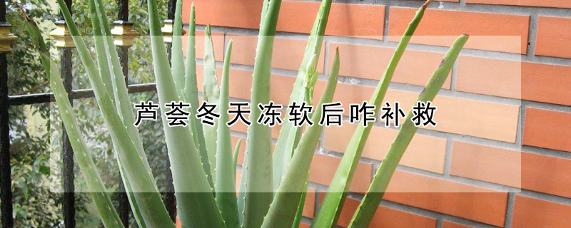 芦荟冬天冻软后咋补救(芦荟冬天冻坏后咋补救)