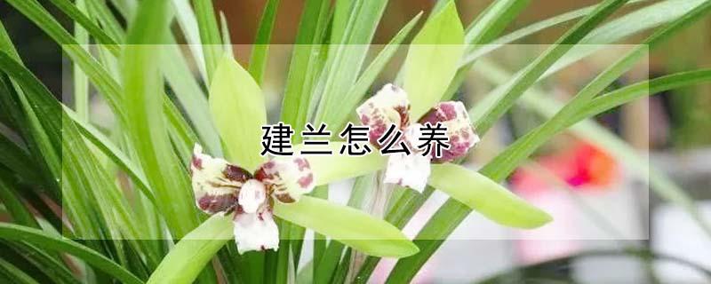 建兰怎么养 建兰怎么养才能开花