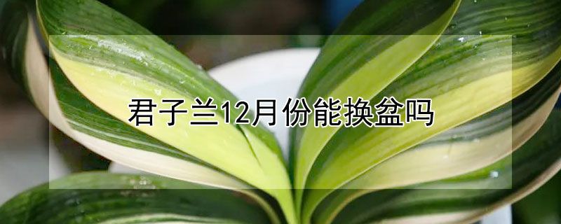 君子兰12月份能换盆吗 君子兰什么时候可以换盆