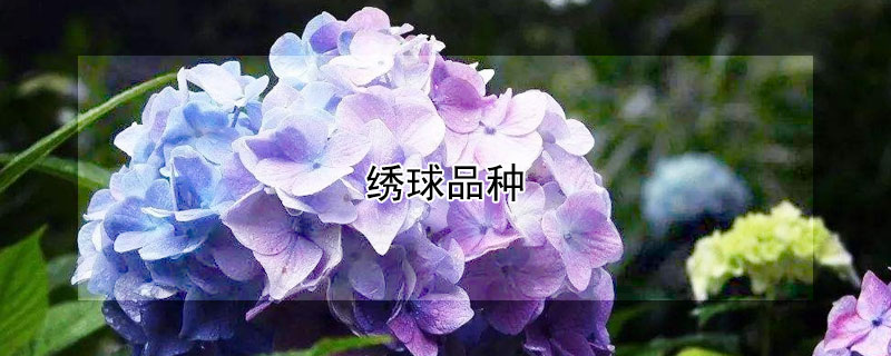 绣球品种（绣球品种图鉴）
