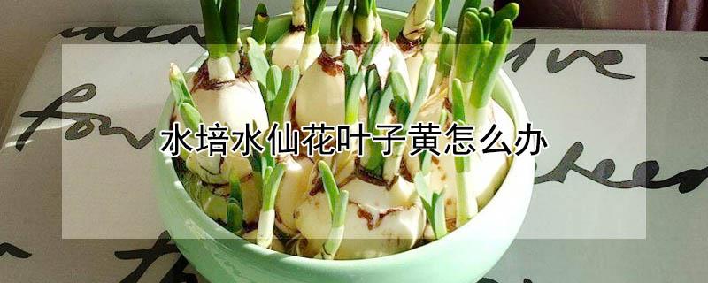 水培水仙花叶子黄怎么办（水培花叶子黄了怎么办）