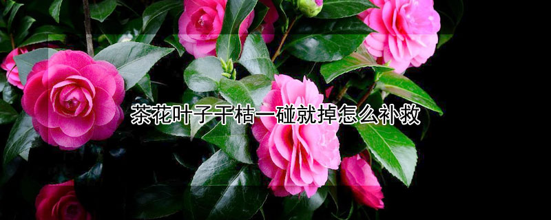 茶花叶子干枯一碰就掉怎么补救（茶花叶子干枯一碰就掉怎么办）