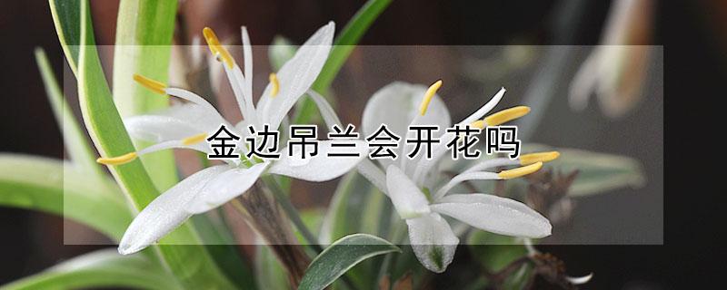 金边吊兰会开花吗 金边吊兰准备要 开花是什么样子的