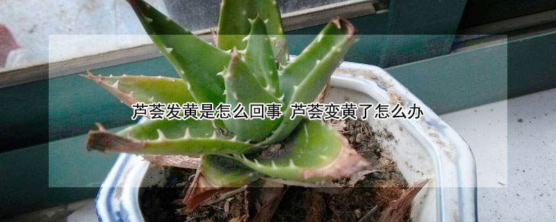 芦荟发黄是怎么回事（芦荟变黄是怎么回事）