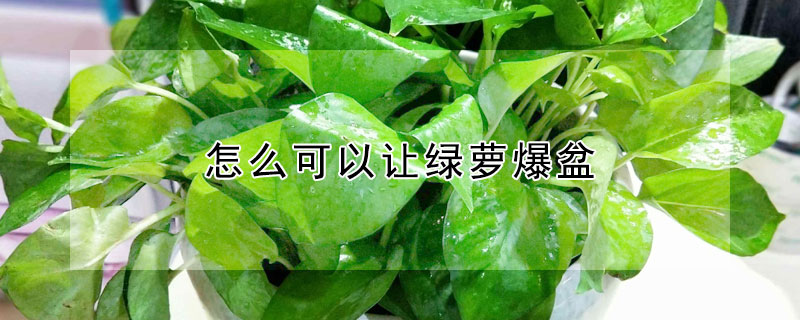 怎么可以让绿萝爆盆(用什么可以让绿萝爆盆)