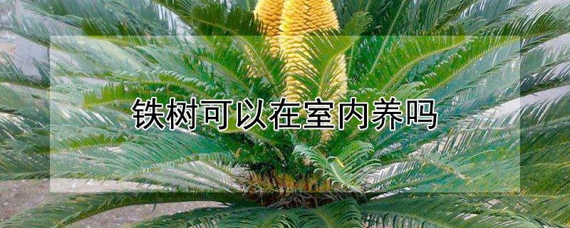 铁树可以在室内养吗 铁树可以放室内养吗