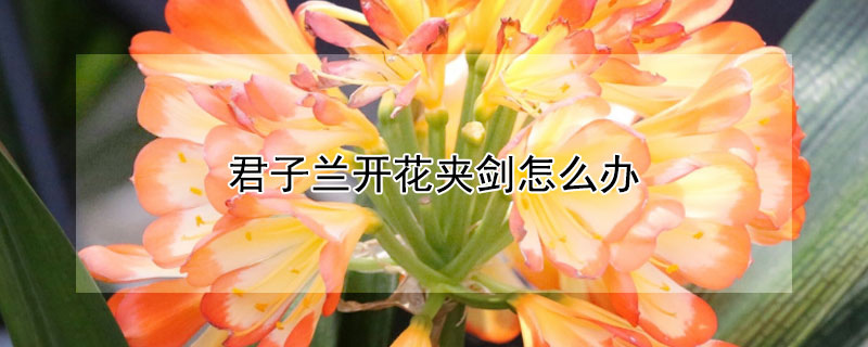 君子兰开花夹剑怎么办（君子兰总夹花剑怎么办）