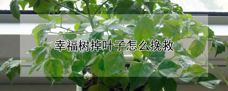 幸福树掉叶子怎么挽救 幸福树掉叶子怎么挽救 百度网盘