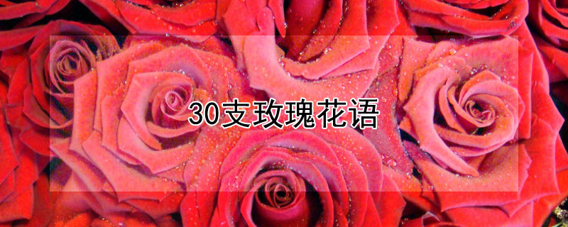 30支玫瑰花语（30支玫瑰花语是什么意思）