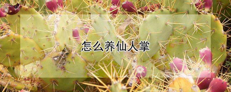 怎么养仙人掌 怎么养仙人掌植物