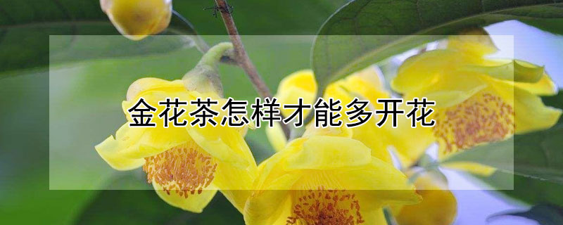 金花茶怎样才能多开花 金花茶怎样种植才多开花