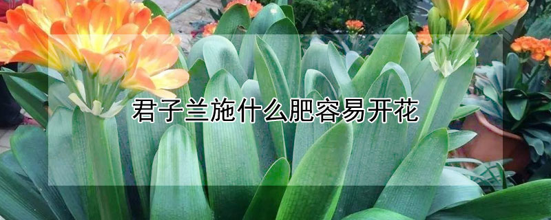 君子兰施什么肥容易开花(君子兰施肥用什么肥料才开花)