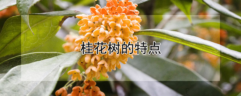 桂花树的特点 桂花树的特点和外貌