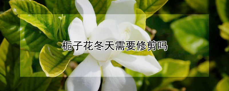 栀子花冬天需要修剪吗(栀子花冬天需要修剪吗?)