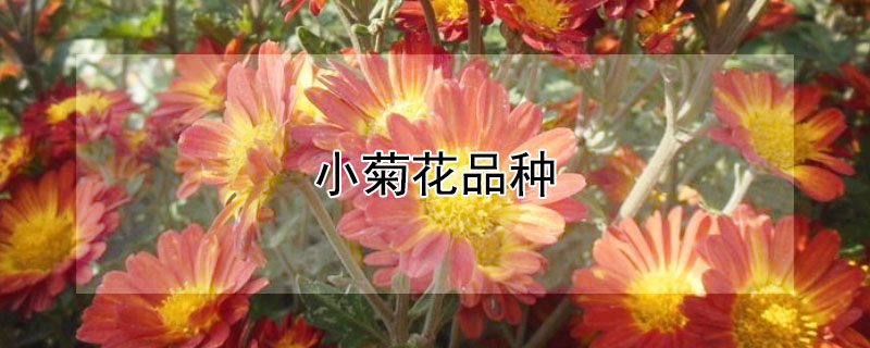 小菊花品种(小菊花品种大全及图片)