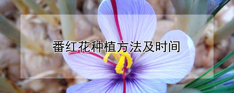 番红花种植方法及时间 盆栽番红花几月份种植