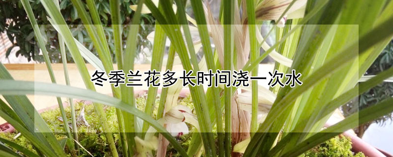 冬季兰花多长时间浇一次水 兰花冬季多久浇水