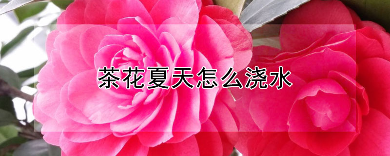 茶花夏天怎么浇水 冬天茶花怎么浇水