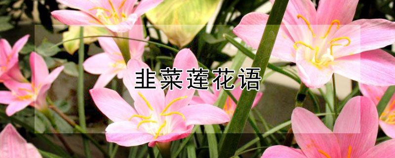 韭菜莲花语(韭菜莲花语是什么意思)