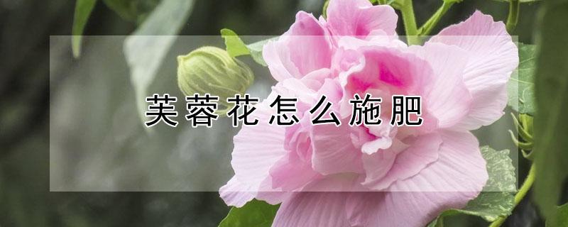 芙蓉花怎么施肥 芙蓉花浇什么肥