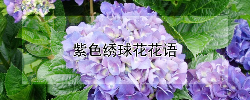 紫色绣球花花语（紫色绣球花花语很差）