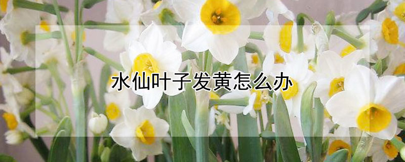水仙叶子发黄怎么办(水仙花叶子太长发黄怎么办)