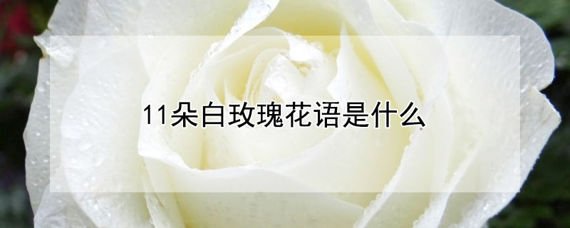 11朵白玫瑰花语是什么 11朵白玫瑰花的花语是什么
