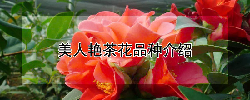 美人艳茶花品种介绍（美人茶茶花的特点）