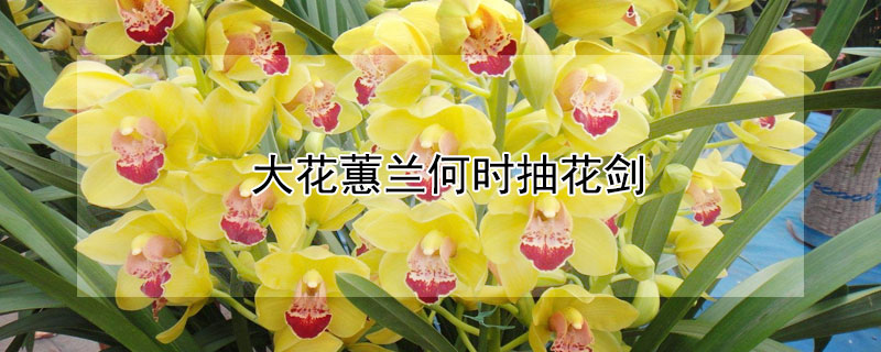 大花蕙兰何时抽花剑（大花蕙兰几月出花剑）