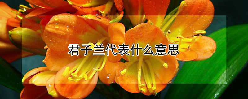 君子兰代表什么意思（搬家送君子兰代表什么意思）