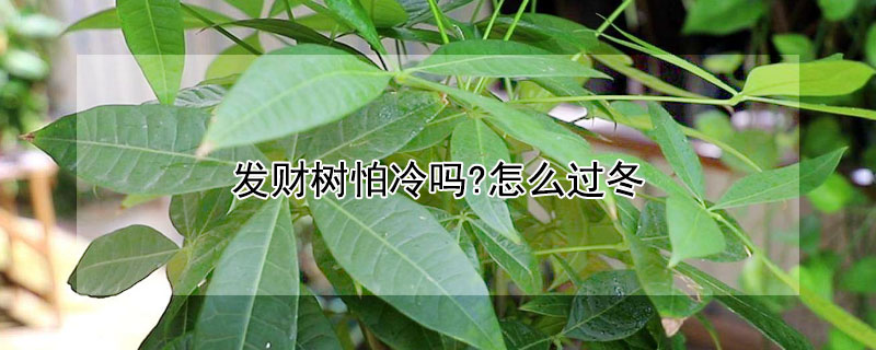 发财树怕冷吗?怎么过冬（发财树怕冷吗冬天）