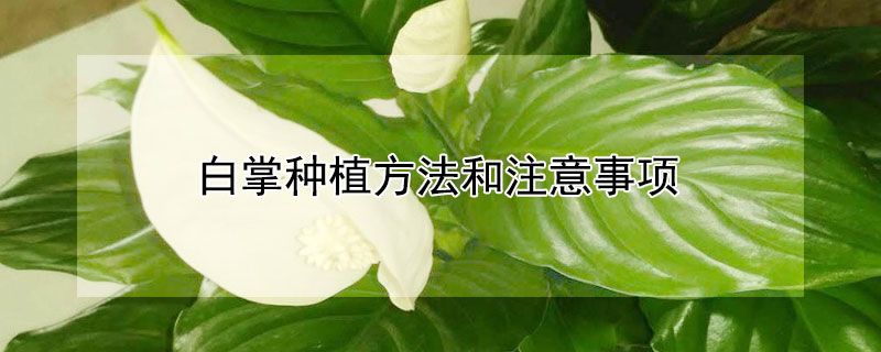 白掌种植方法和注意事项(种植白掌需要注意什么)