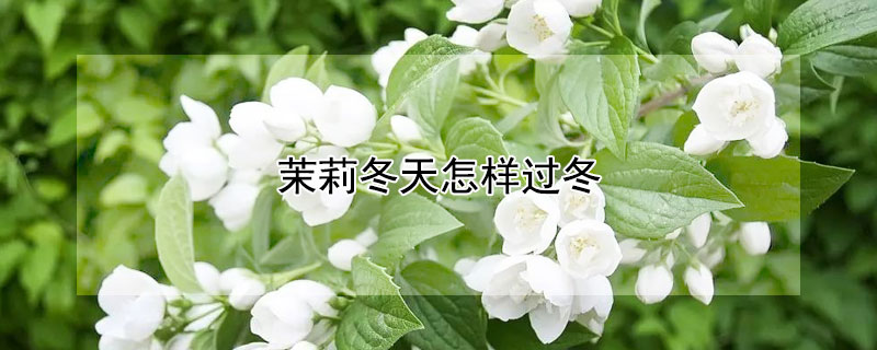 茉莉冬天怎样过冬 茉莉冬天怎么过冬