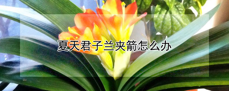 夏天君子兰夹箭怎么办 夏季君子兰夹箭怎么办