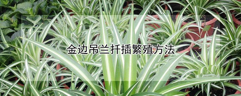 金边吊兰扦插繁殖方法（金边吊兰怎么插枝）
