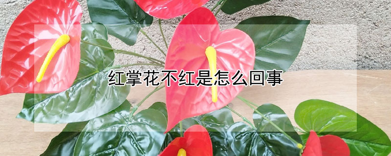 红掌花不红是怎么回事（红掌花不红是怎么回事一）