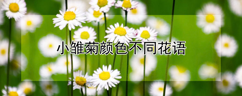 小雏菊颜色不同花语 小雏菊粉色花语