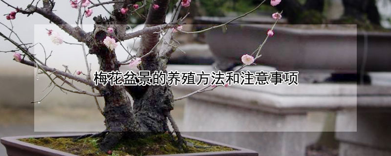 梅花盆景的养殖方法和注意事项 梅花盆景移栽需要注意什么