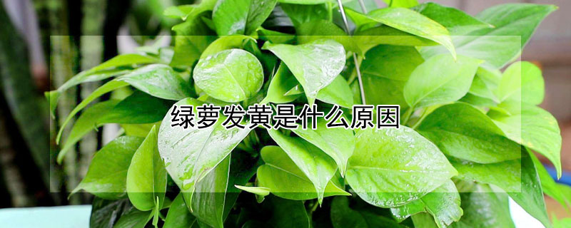 绿萝发黄是什么原因（绿萝发黄是怎么回事）