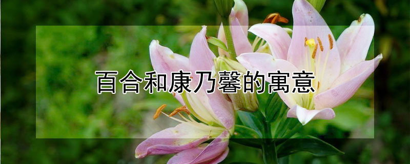 百合和康乃馨的寓意 康乃馨加白百合的寓意