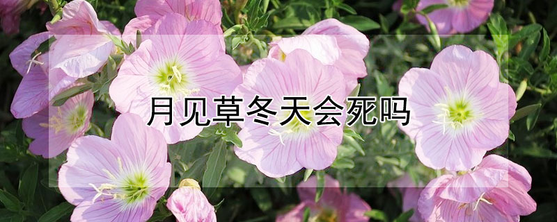 月见草冬天会死吗（月见草能过冬吗）