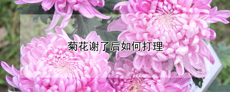 菊花谢了后如何打理（秋菊花谢了怎么打理）