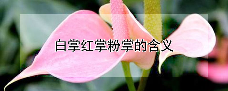 白掌红掌粉掌的含义（红掌白掌粉掌的寓意）