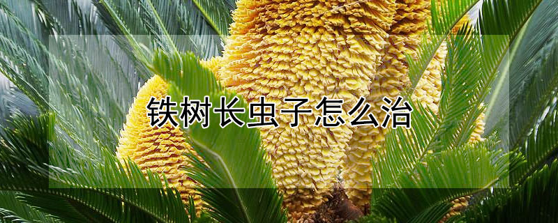 铁树长虫子怎么治(铁树嫩叶长虫子怎么治)