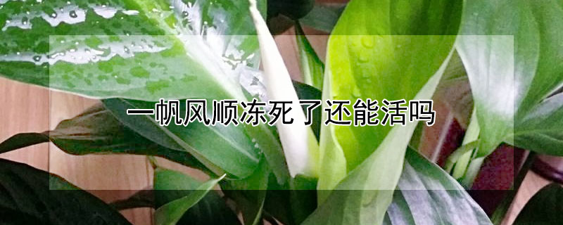 一帆风顺冻死了还能活吗 一帆风顺冻死了,春天还能活吗