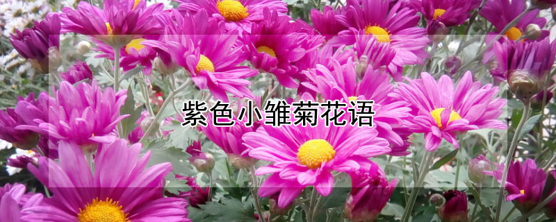 紫色小雏菊花语 淡紫色雏菊花语