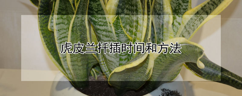 虎皮兰扦插时间和方法 虎皮兰什么时间插扦