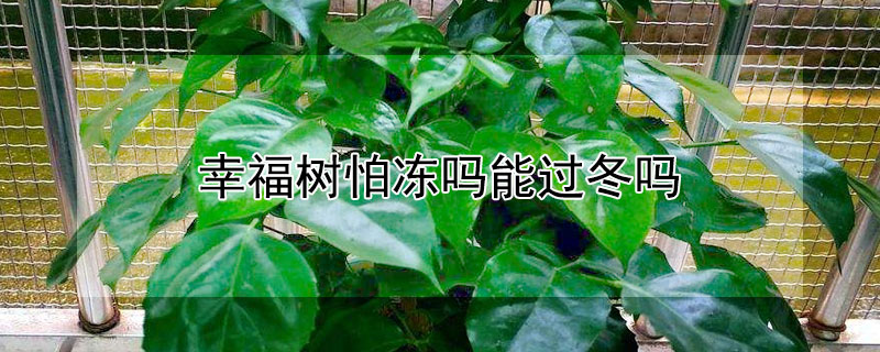 幸福树怕冻吗能过冬吗 幸福树怕冷吗?怎么过冬